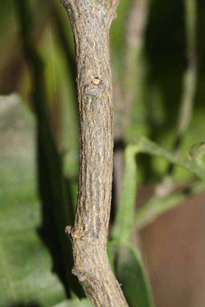              Second - third year twig (Riverside, CA)       